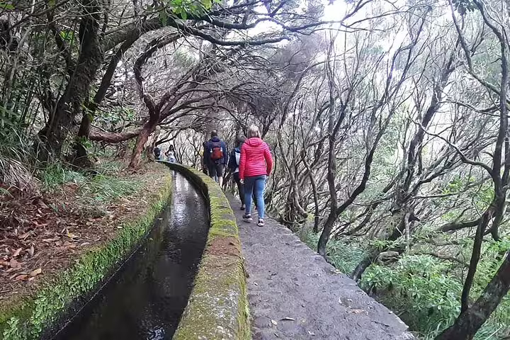 Hikers exploring the lush, tree-lined path of the 25 Fontes Levada trail in Madeira, Portugal.