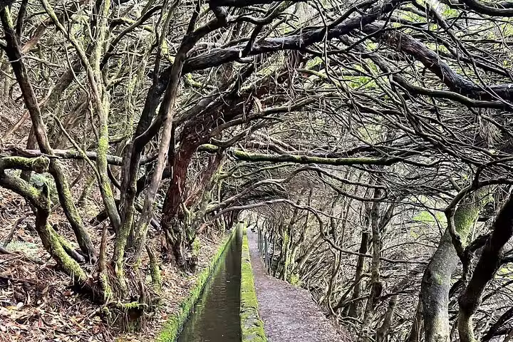 Scenic view of the 25 Fontes Levada trail surrounded by lush, moss-covered trees in Madeira's natural landscape.