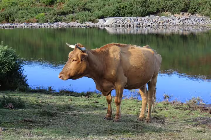 Brown cow grazing near a tranquil lake in lush greenery on a scenic 4x4 Jeep tour to Porto Moniz and Fanal, Madeira.