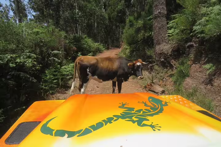 4x4 vehicle on a scenic Madeira forest trail encounters a cow, highlighting the adventure of guided Southwest exploration tours.
