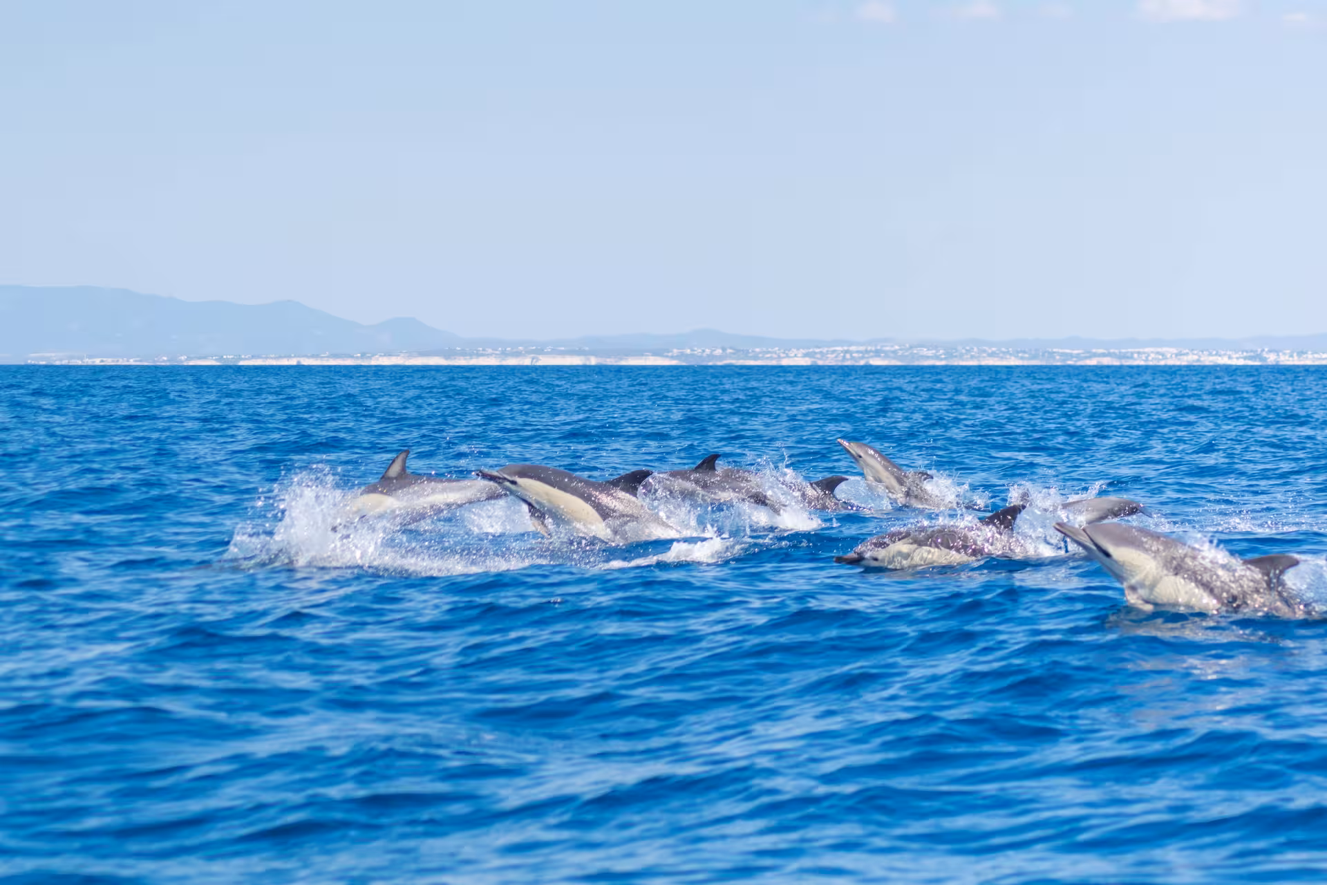 Pod of dolphins playfully leaping through the waves in Algarve, a highlight of the Benagil Caves tour.
