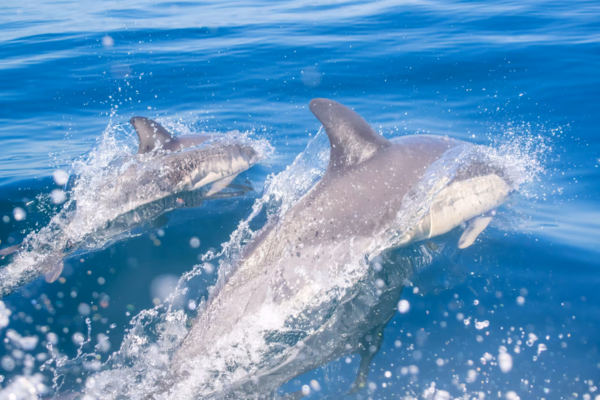 Two dolphins gracefully leaping through the clear blue waters of Benagil, perfect for dolphin watching tours.