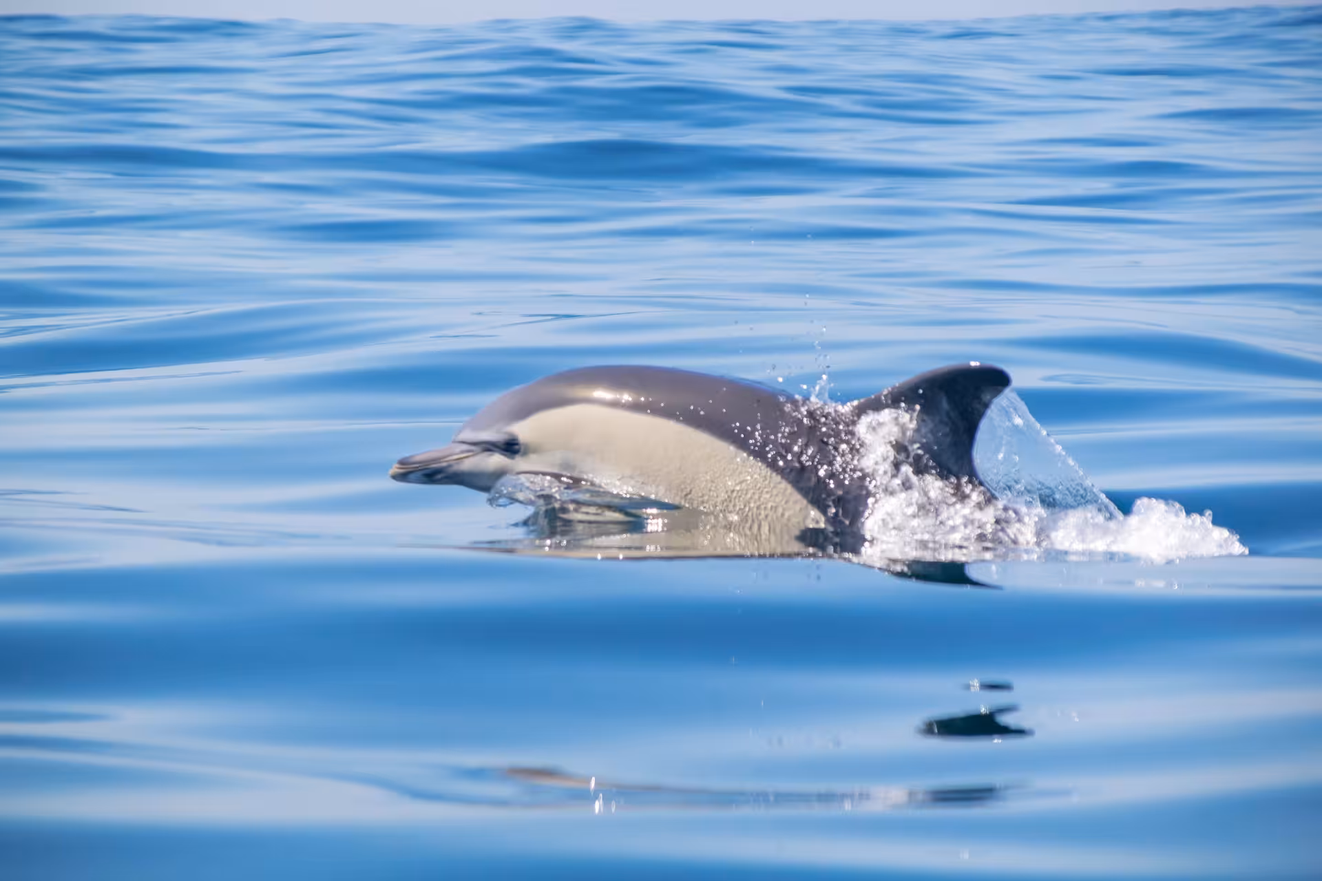 Close-up of a dolphin gliding through calm waters near Benagil, a highlight of marine biologist-led tours.