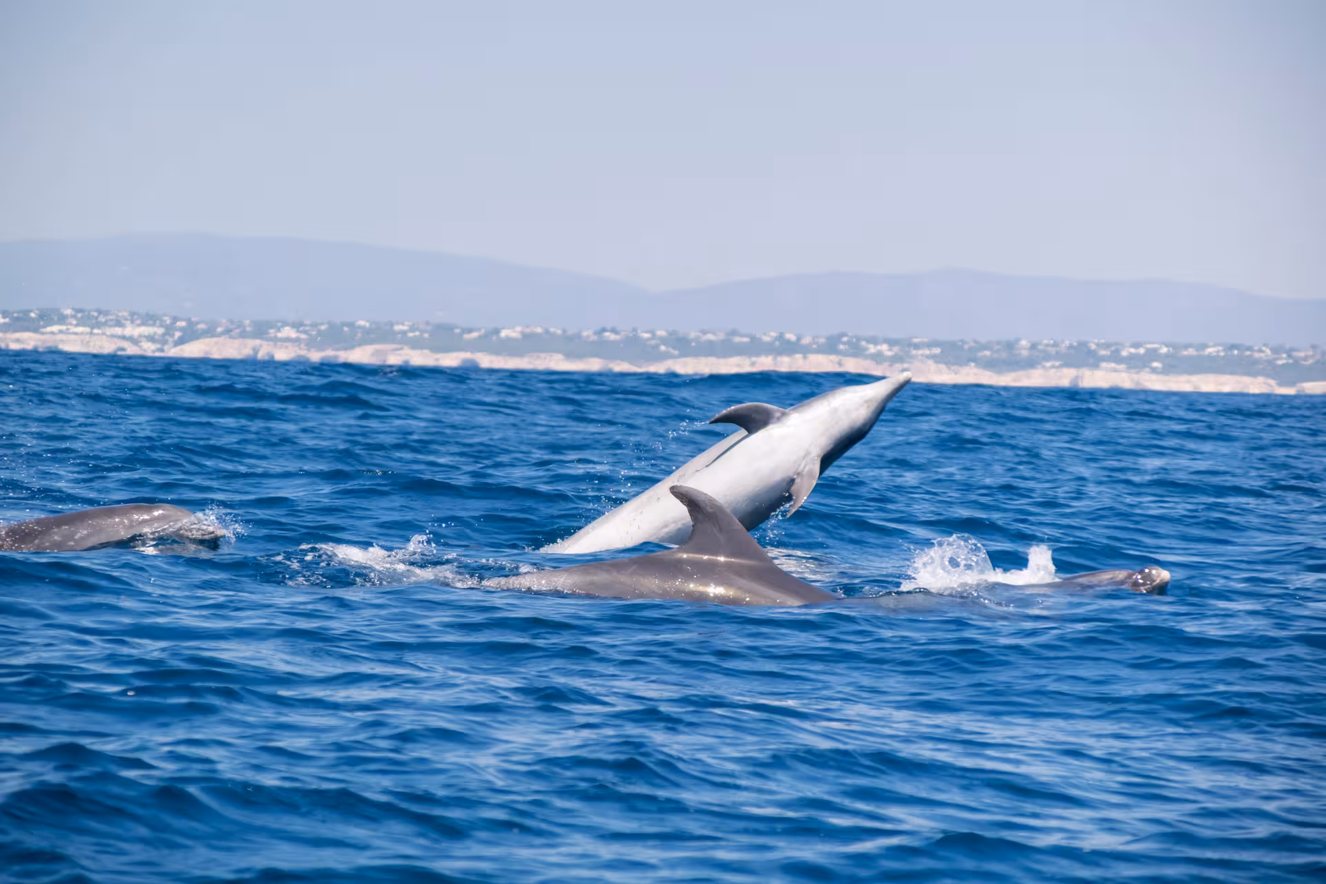 Playful dolphins leaping in the Atlantic Ocean near Algarve during the Benagil Caves and Dolphins tour.
