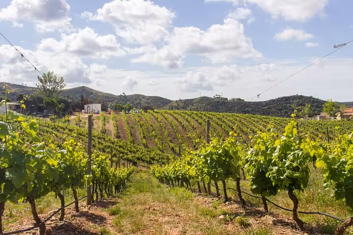 Lush green vineyard rows at a boutique Algarve winery near Silves on an Albufeira wine tasting tour