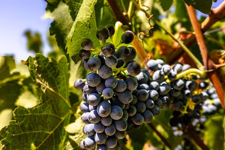 Ripe dark blue wine grapes growing on the vine at an Albufeira boutique winery tour in Algarve Portugal