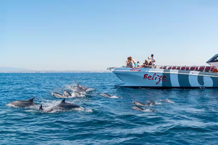 Pod of wild dolphins swimming beside the Belize catamaran during an unforgettable Vilamoura dolphin watching cruise