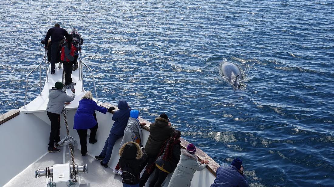People on board a yacht looking over at whales in the sea