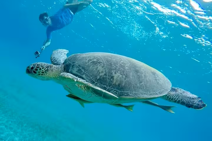 Snorkeler swimming beside a sea turtle at Abu Dabab Bay, Marsa Alam on semi-private trip from Hurghada
