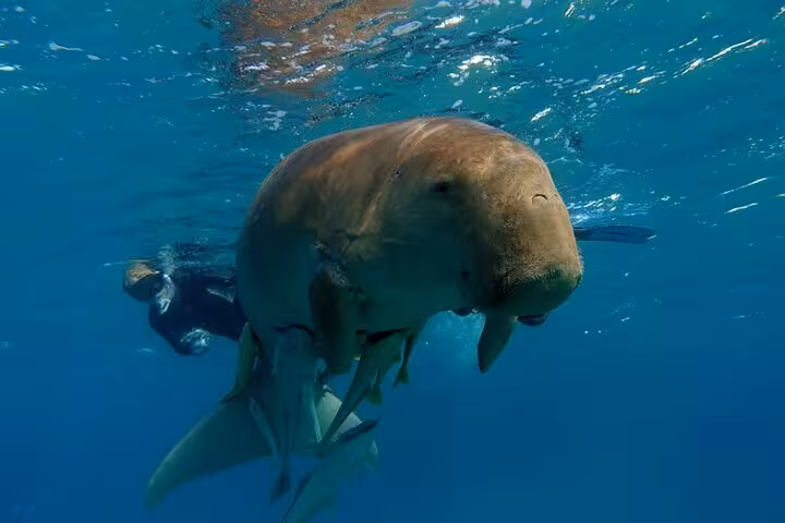 Snorkeling with a Red Sea dugong at Abu Dabab Bay on a private full-day trip with tickets from Hurghada