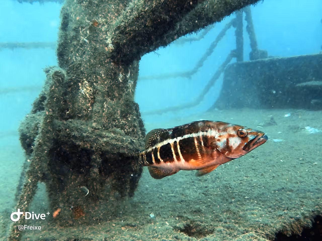 Colorful reef fish swims beside a sunken ship structure, showcasing marine life on an advanced wreck diving tour