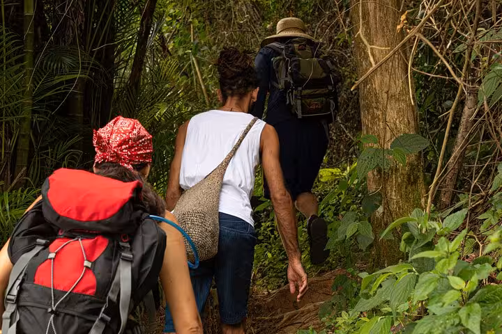 Adventurers trekking through lush forest trails at Peak Sugar Bread, showcasing vibrant greenery and natural paths.