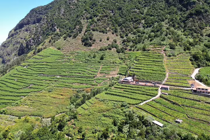 Aerial view of lush vineyards on a hillside, perfect for wine tour and tasting experience as part of a 4x4 adventure.