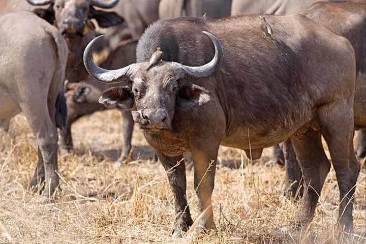 Close-up of African buffalo in Mikumi National Park, showcasing wildlife on a 4x4 safari from Zanzibar.