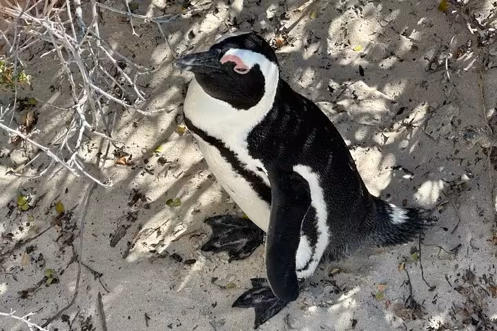 African penguin resting on sandy beach surrounded by foliage at Boulders Beach, a must-see on Cape Town tours.