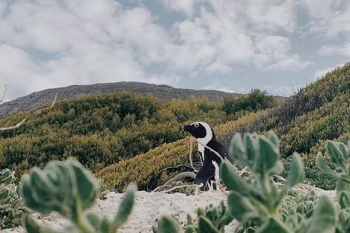African penguin stands among lush greenery on a Cape Peninsula tour from Cape Town.
