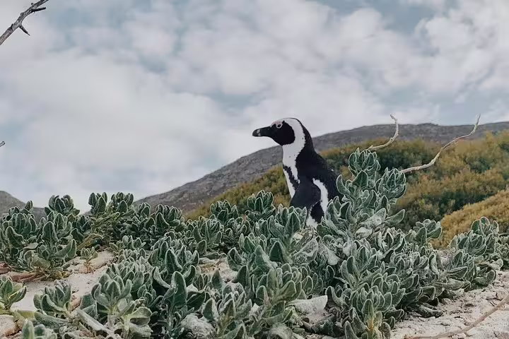 Close-up of an African penguin surrounded by coastal plants on the Cape Peninsula tour.