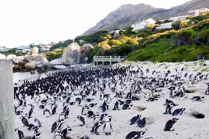 A large colony of African penguins on the sandy shores of Boulders Beach, part of a Cape of Good Hope tour.