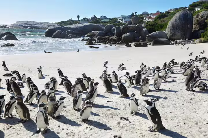 A colony of African penguins basking on the sandy shores of Boulders Beach, a highlight on the Cape Town tour.