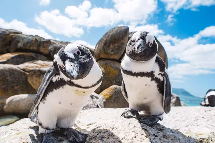 Two African penguins on a sunny day at Boulders Beach, Cape Town, with clear skies and ocean views in the background.