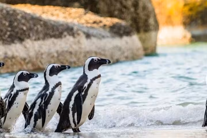 African penguins waddle along Boulders Beach Cape Town, a highlight of the 3-day tour with coastal wildlife.