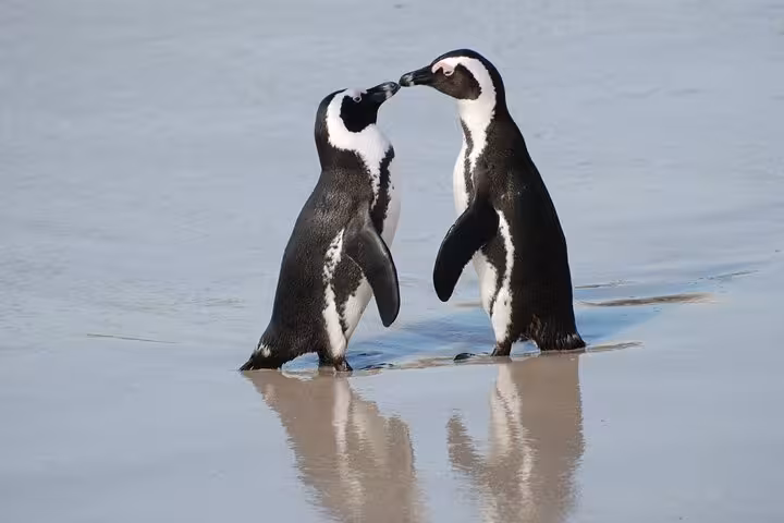 Two African penguins interact playfully on the sandy shores of Boulders Beach, Cape Town's penguin haven.