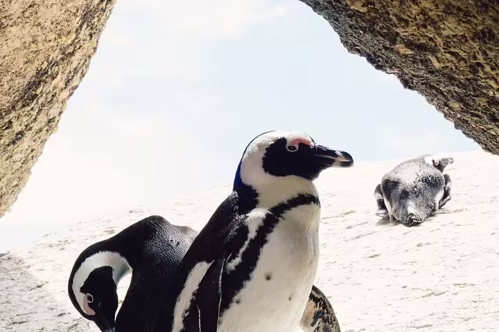 African penguins bask in the sun at Boulders Beach, a highlight of the Cape Town penguin colony expedition.
