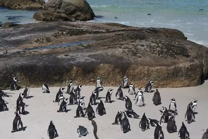 A group of African penguins socializes on the sandy shores of Boulders Beach, surrounded by rocky formations and turquoise sea.