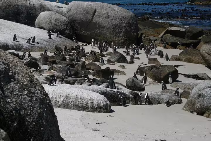 Numerous African penguins rest among large boulders on Boulders Beach, Cape Town, with the ocean as a scenic backdrop.