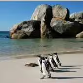 African penguins strolling on Boulders Beach, Cape Town, with large rocks and clear blue ocean in the background.