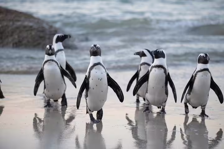 African penguins walking along Boulders Beach, offering a close-range encounter on the Cape Peninsula Tour.