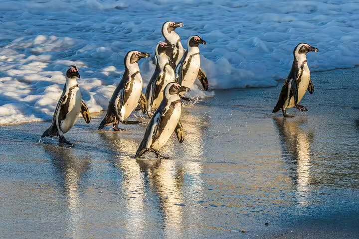 African penguins walking along the shoreline, a highlight of the Half Day Penguins and Cape of Good Hope Tour.