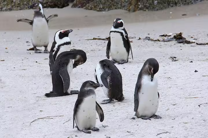 Group of African penguins on a sandy beach during a Cape Peninsula tour near Cape Town.