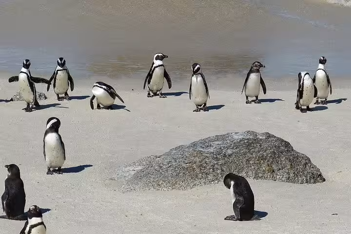 A group of African penguins gathered on a sandy beach near a rock, a must-see on the Cape Town penguin tour.