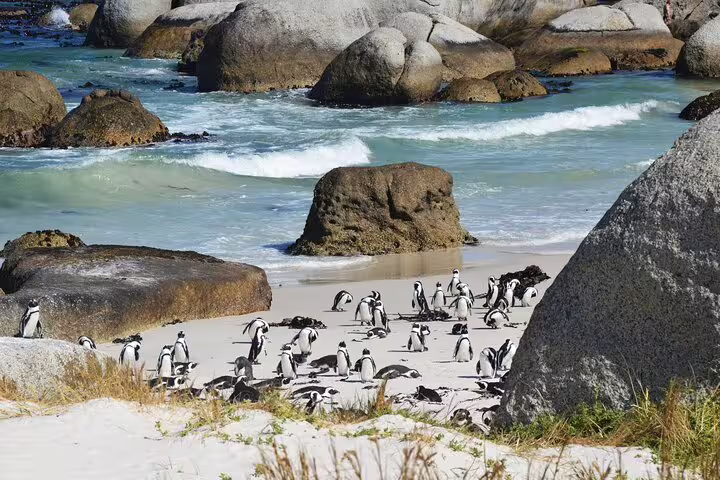 African penguins basking on the sandy shores of Stony Point, a highlight of the day tour experience.