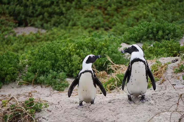 Two African penguins on sandy terrain in the Penguin Colony at Table Mountain National Park.