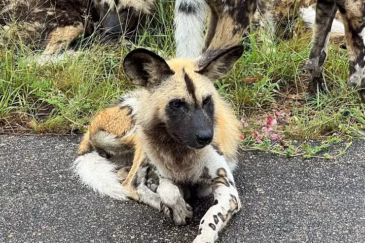 African wild dog resting on a paved road in Kruger Park, spotted during a full day guided safari tour.
