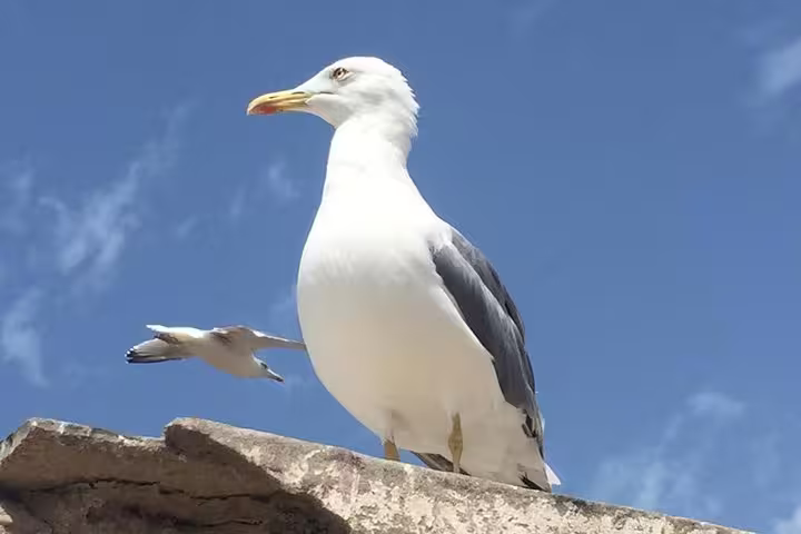 Seagull perched on coastal rock under blue sky in Agadir, Morocco, wildlife moment on 12-day tour