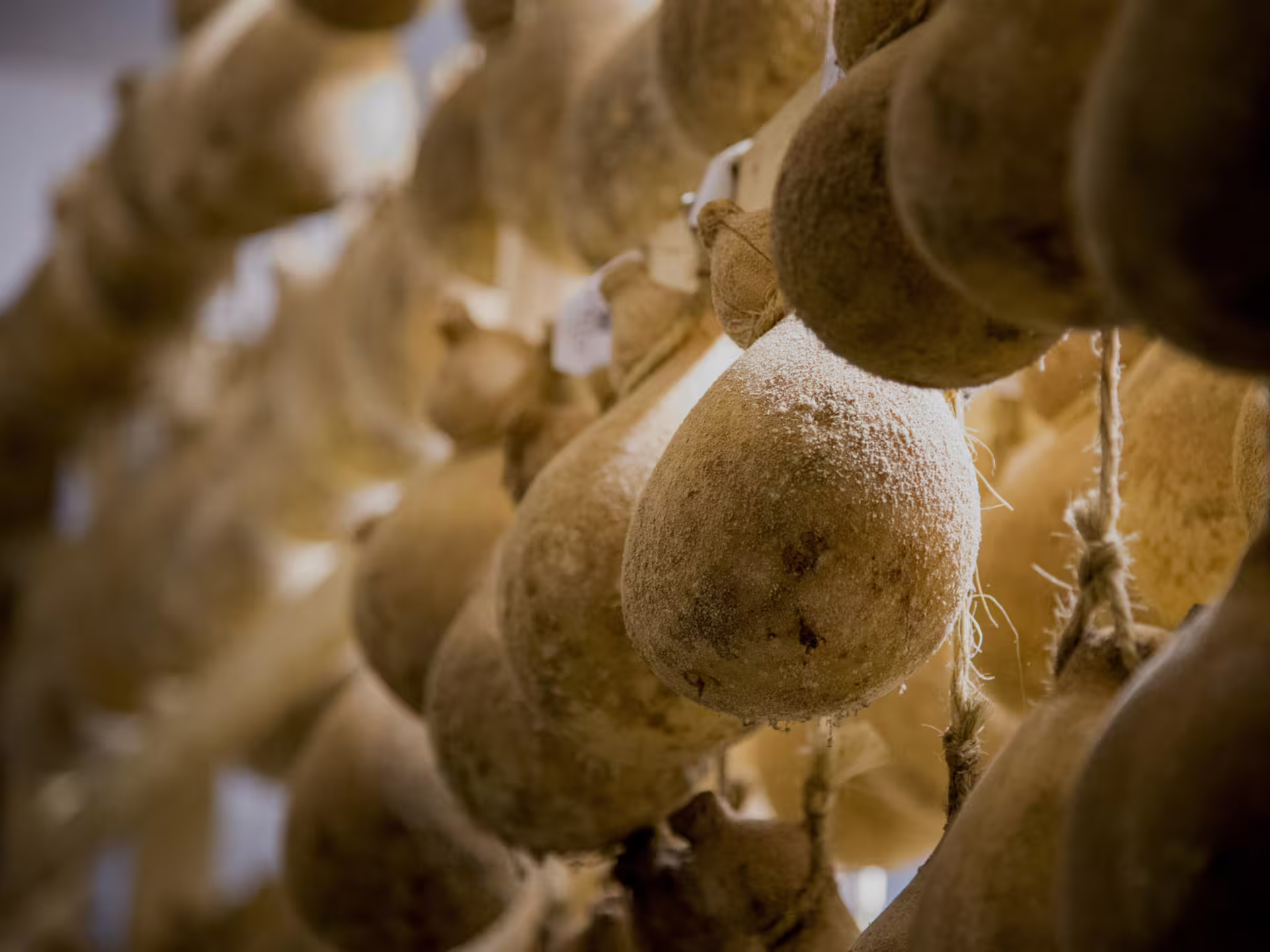 Close-up of aged cheese wheels hanging in a traditional Isernia cheese factory, showcasing artisanal production.