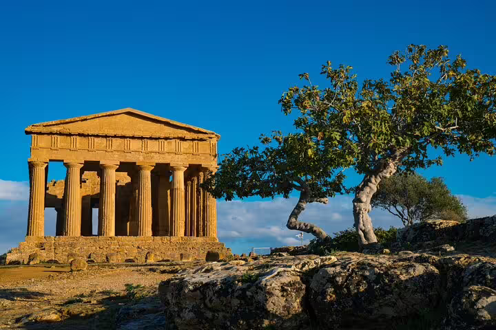 Sunlit Temple of Concordia framed by gnarled olive trees on a scenic private Valley of the Temples walking tour in Agrigento