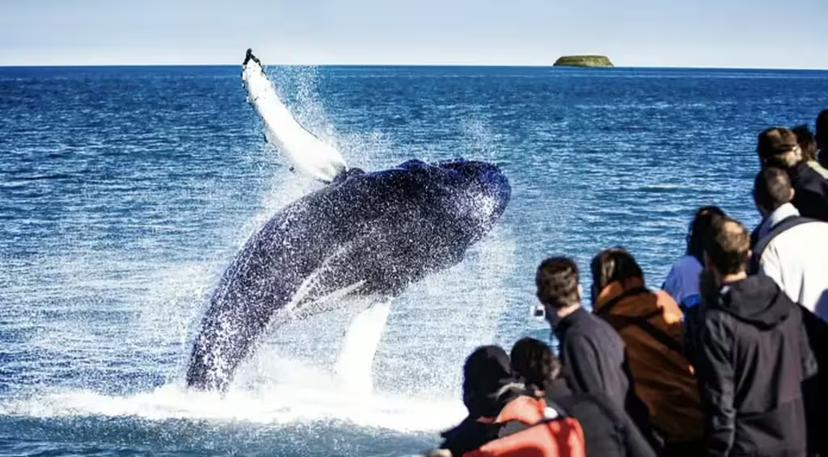 Humpback whale breaching near whale watching tour boat in Akureyri Iceland with spectators watching