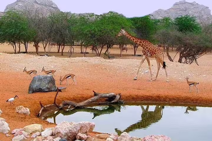Giraffes and antelopes roam freely near a watering hole in Al Ain Zoo's naturalistic desert habitat.
