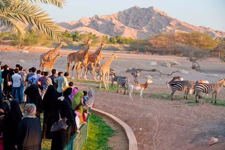 Visitors observing giraffes and zebras at Al Ain Zoo with scenic mountain backdrop during city tour.