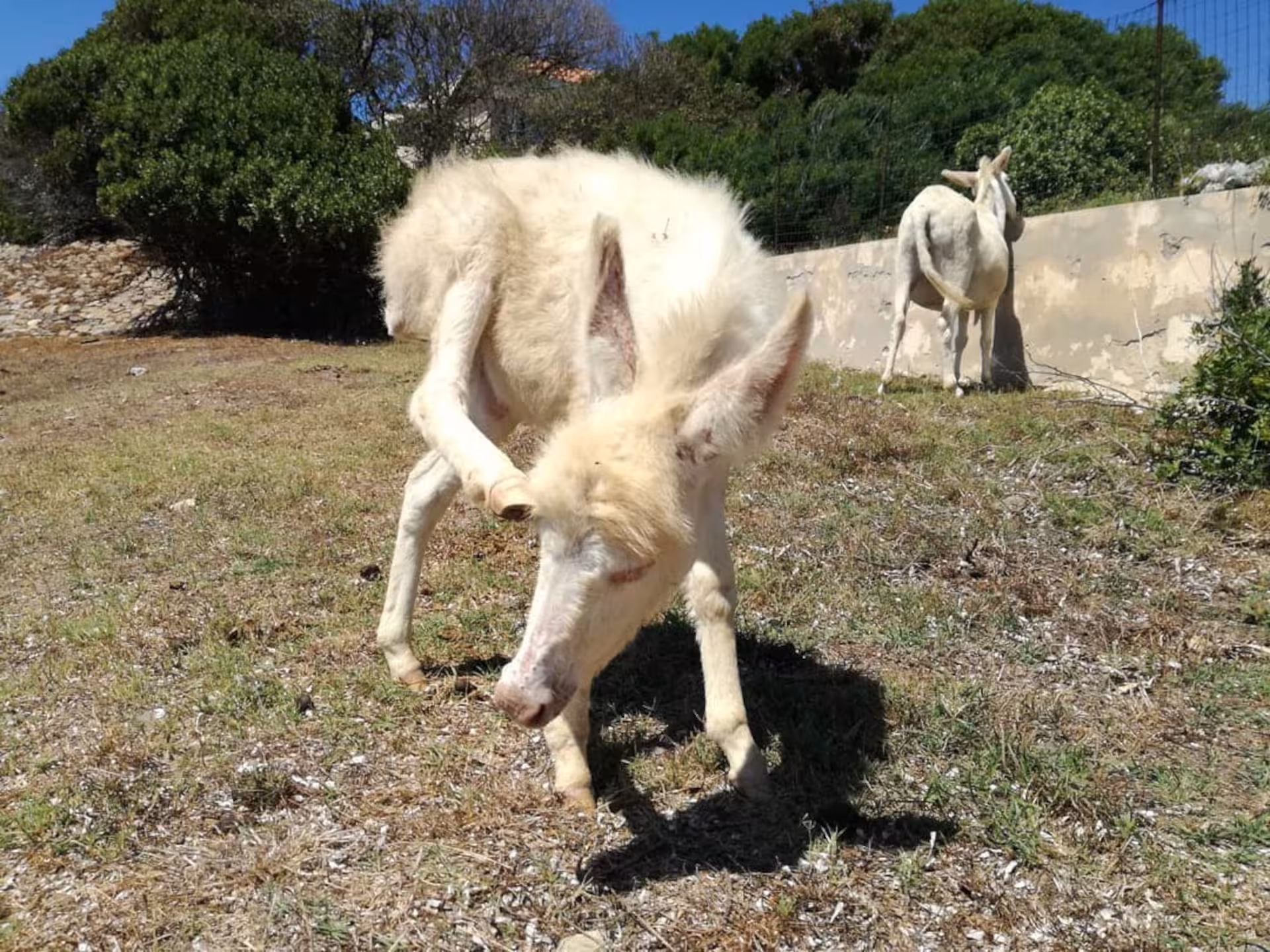 Rare albino donkeys grazing on Asinara Island, a unique sight during the boat excursion from Stintino.