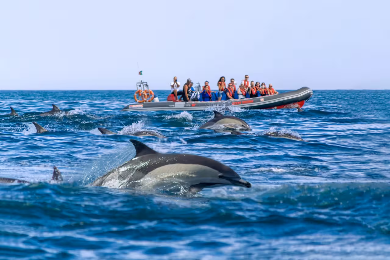 Excited tourists on a RIB boat watching wild dolphins leaping through the Atlantic Ocean near Albufeira Algarve