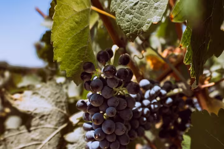 Close-up of ripe grapes hanging on the vine at an Algarve vineyard, ideal for wine production tours.