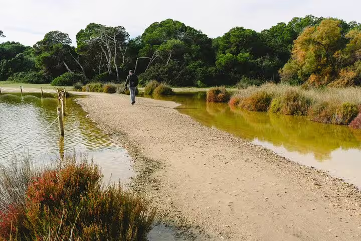 Traveler explores scenic path in Albufera Natural Park, surrounded by vibrant vegetation, during a private day trip with nature trek.