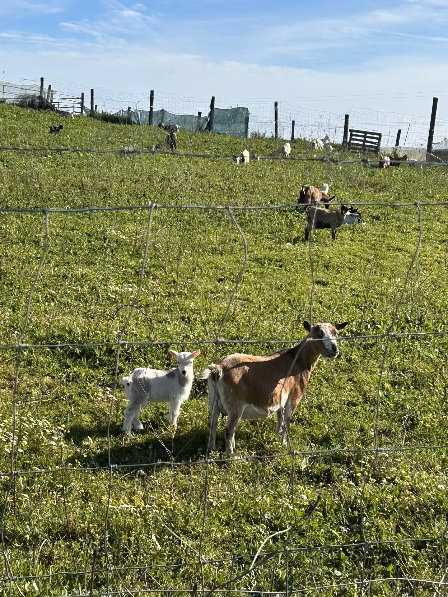 Goats grazing in a lush green field in Alentejo, showcasing rural charm on a bike tour from Montemor-o-Novo.