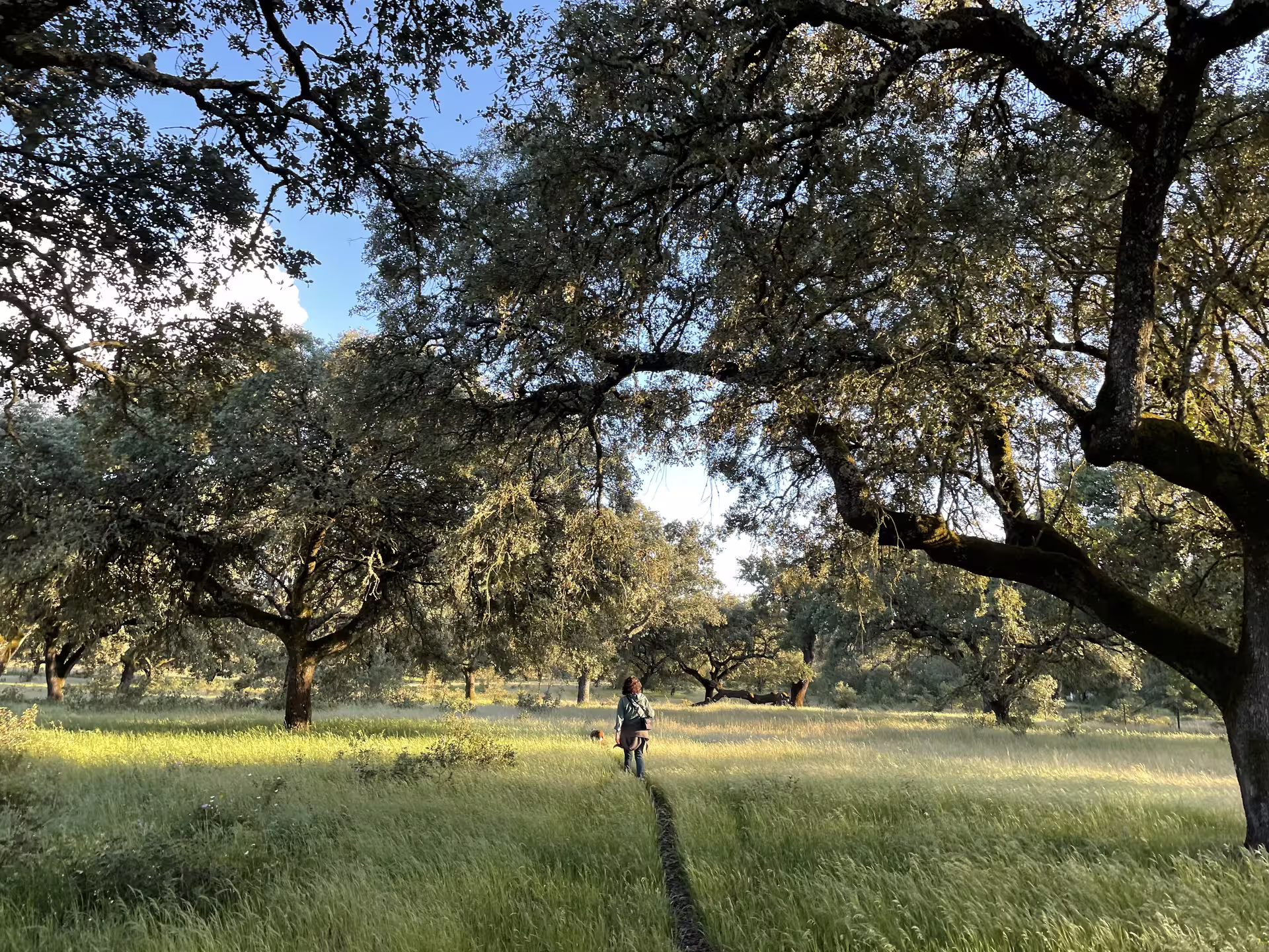 Serene Alentejo landscape with a hiker walking through a sunlit cork oak grove on a clear day.