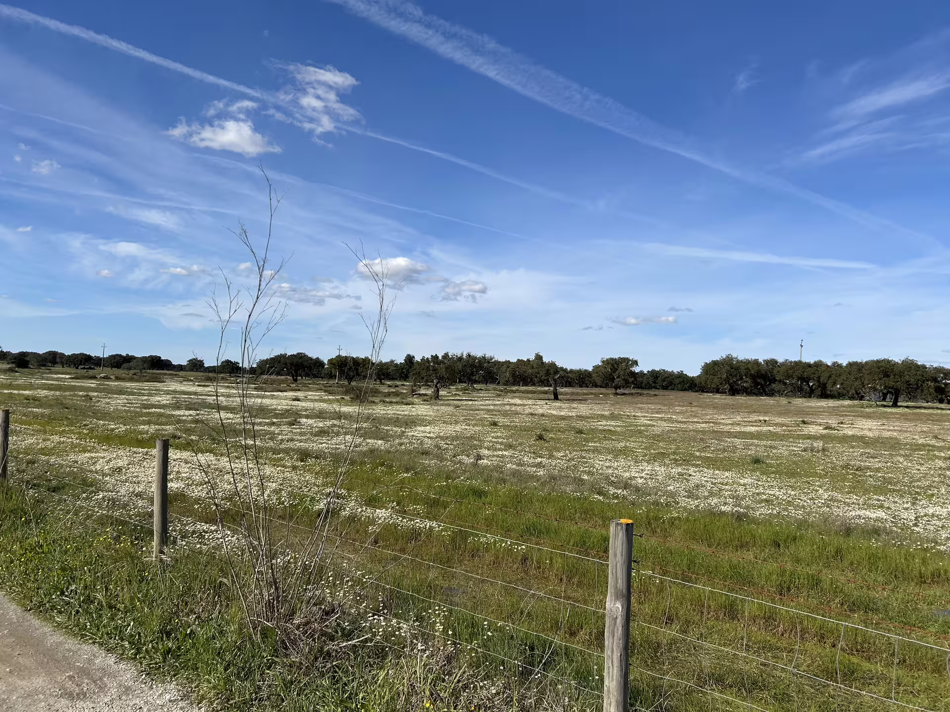 Scenic view of Alentejo Montado landscape with clear skies and expansive fields, ideal for a bike tour from Évora.